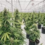 Clever Leaves and Canopy Growth announce regional supply agreement