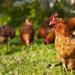 ‘No’ to chickens in backyard in Smiths Falls