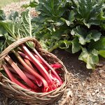 Life on the Farm: Rhubarb