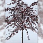 Sugar Tyme – Crab apples in winter
