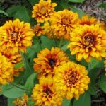 Garden Matters: Do Marigolds deter bugs?