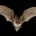 Health Unit raises awareness about bats and rabies