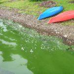 Potentially harmful algal blooms