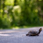 Lanark County takes step to protect turtles along county roads