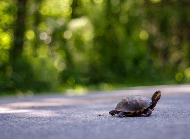 Turtle crossing the road