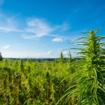 Lanark County supports request to change cannabis rules