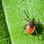 Protect against ticks on the trails this season