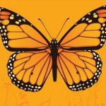 Roadside Pollinator Habitat Restoration pilot project underway
