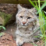 OPP investigating after bobcat reported missing from zoo