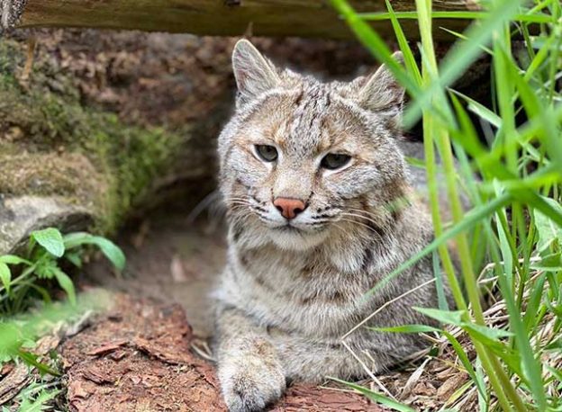 Bobcat