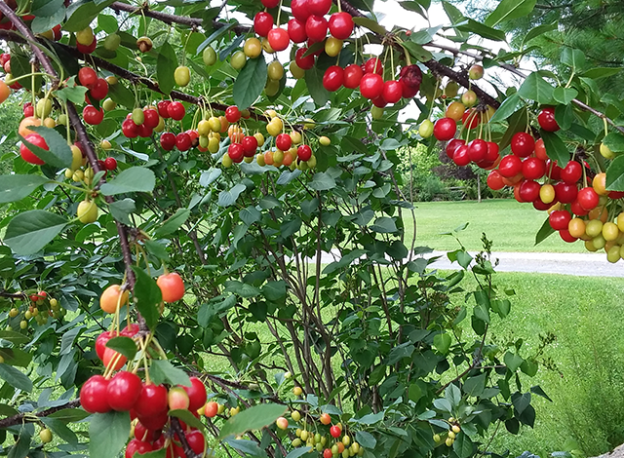 The Frugal Gardener