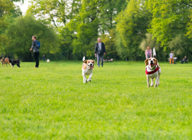 Dog Park