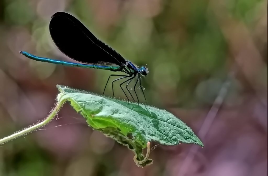 An Ebony Jewelwing and the Caterpillar
