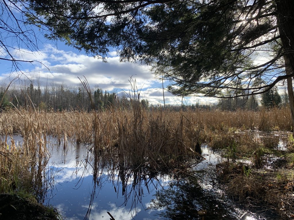 Cathy's Pond