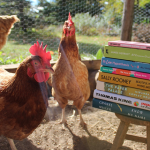 Secondhand Stories launches online auction for rescue chickens