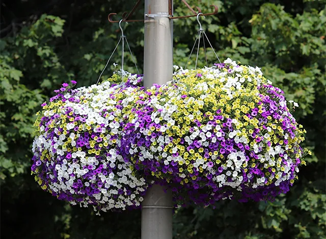 Sf Flowers Purple, Yellow and White flower baskets that hang on the street lights in Smiths Falls.