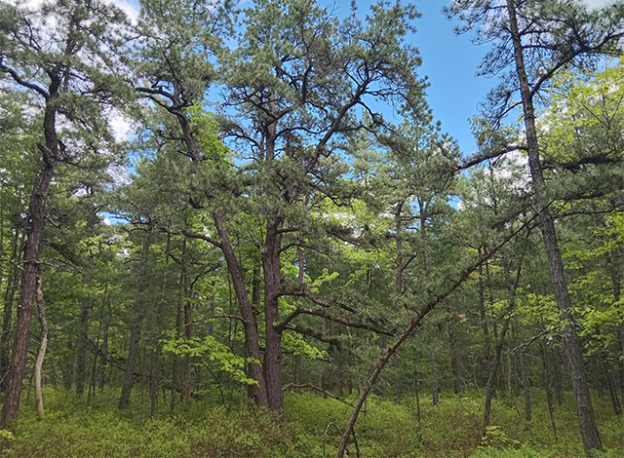 New Nature Reserve
