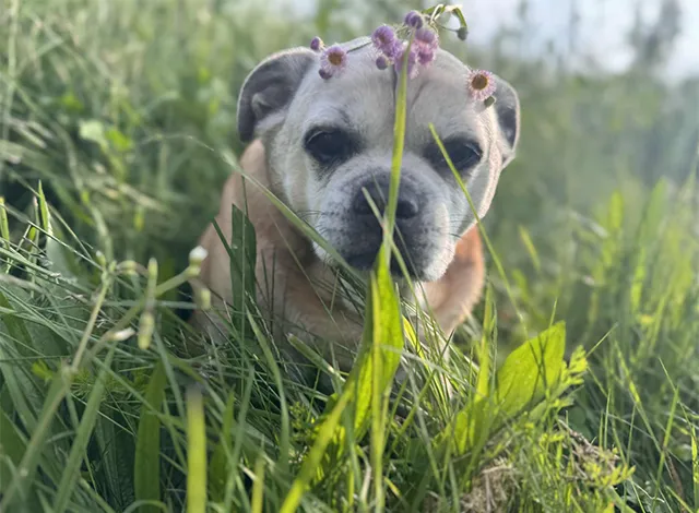 Chewy the pug cross sitting in the grass with a wild flower. Low-cost rabies vaccination clinics to LGL.