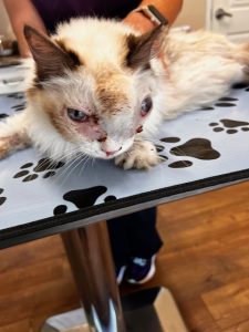 Distressed Cat
