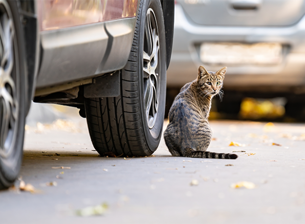 Stray animal.