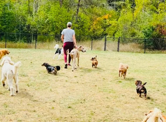 Doggy Days Photo 1 Doggy Days, Natasha Lencewicz with dogs in a yard.